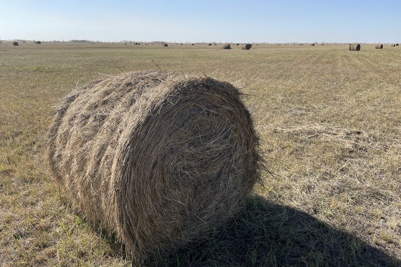 В Казахстане заготовлено более 20 млн тонн кормов