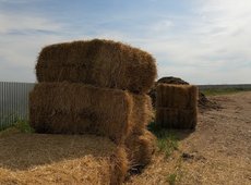 Жемшөп дайындауды субсидиялауға қосымша 9,1 млрд теңге бағытталады