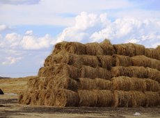 На низкие темпы кормозаготовки указал Минсельхоз регионам