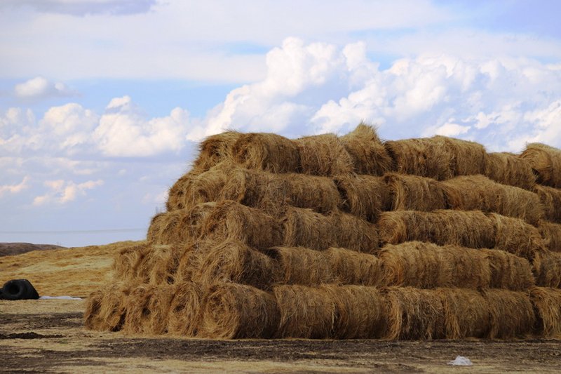 На низкие темпы кормозаготовки указал Минсельхоз регионам