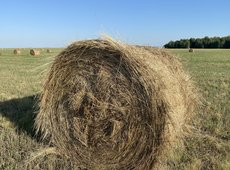 Дождливый август прогнозируют в Казахстане