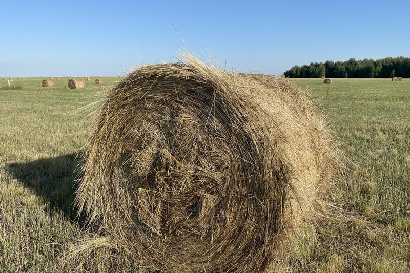 Дождливый август прогнозируют в Казахстане