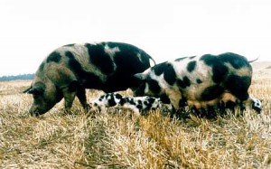 Солтүстік кавказ тұқымы (North Caucasian pig breed)