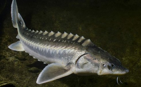 Севрюга (Stellate sturgeon)