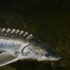 Шоқыр (Stellate sturgeon)