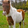 Шетленд пониі (Shetland pony)