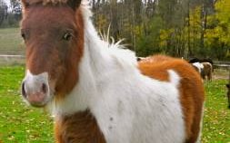 Шетлендский пони (Shetland pony)