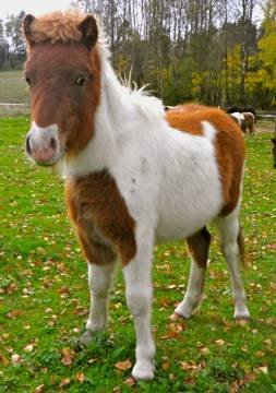 shetland pony