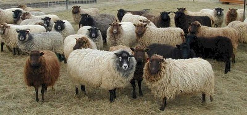 шетландские овцы1