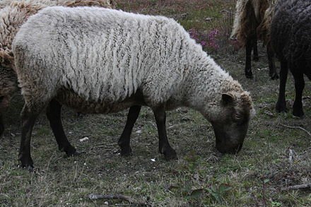 шетландские овцы2