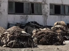 Санврачи приостановили переработку шкур в Алматинской области