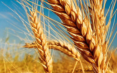 Пшеница сорта Шөл
