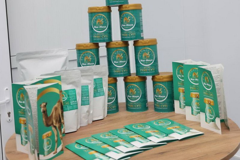 Производство сухого верблюжьего молока запустили в Мангистау