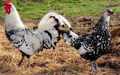 Гамбургская (Hamburg chicken)