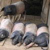 Швабский-Гальский тұқымы (Swabian-Gale pig breed)