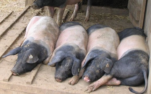 Швабский-Гальский тұқымы (Swabian-Gale pig breed)