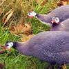 Синяя Сирень порода (Blue Lilac guinea fowl)