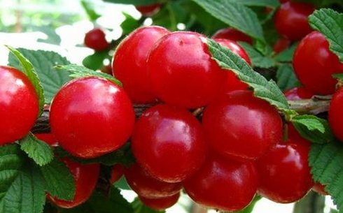 Вишня сорт Сказка войлочная