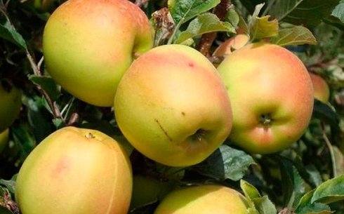Яблоня сорт Скифское Золото