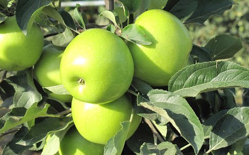 Яблоня сорт Смеральда (Smeralda)