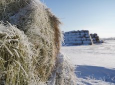 Қазақстанда желтоқсанның бірінші онкүндігінде қар жамылғысы тұрақталады