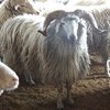 Сокольская порода овец (Sokol breed of sheep)