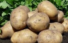 Картофель сорт Солист