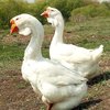 Солнечногорск қазы (Solnechnogorsk goose)