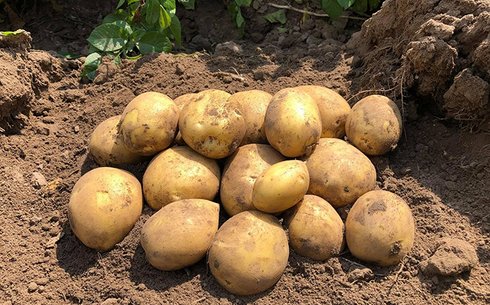 Картофель сорт Сорая