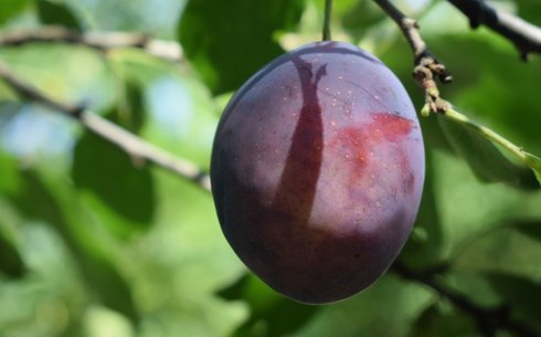 Слива сорт Киргизская Превосходная