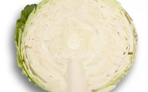 Капуста белокочанная сорт Селма