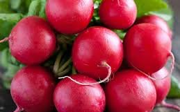 Редис сорт Спринтер