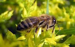 Орталық Ресей ара тұқымы (Central Russian breed of bees)