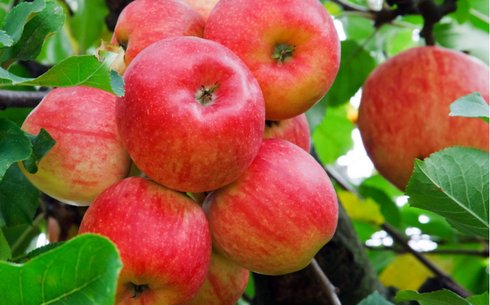 Яблоня сорт Старсол