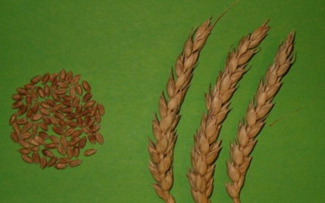 Пшеница сорта Стекловидная 24