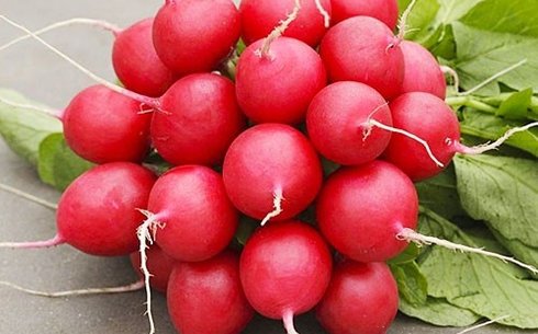 Редис сорт Стеллар