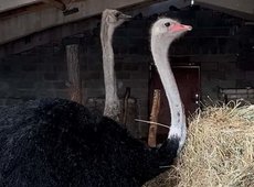 Производить мясо страуса намерены в Восточном Казахстане