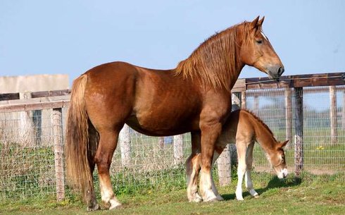 Суффолькская (Suffolk horse)