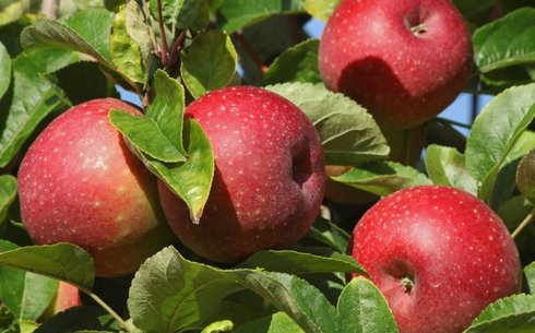Яблоня сорт Супер Мелред