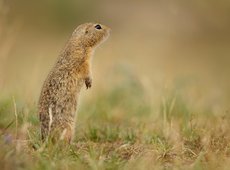 Суслики повреждают посевы в Жетысу