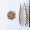 Пшеница сорта Табыс 60