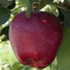 Яблоня сорт Талгарское