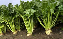 Сахарная свекла сорт Тараз