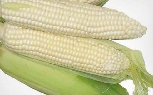 Тәтті-2012 жүгері сұрпы