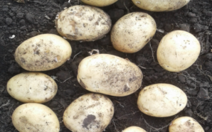 Картофель сорт Таврия