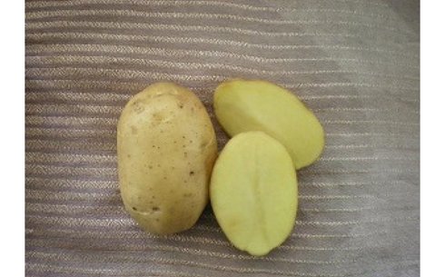 Картофель сорт Текес