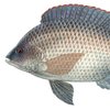 Тилапия (Tilapia)