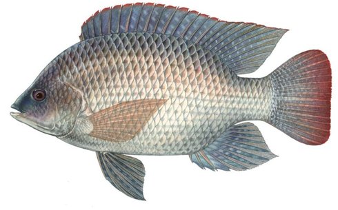 Тилапия (Tilapia)