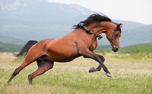 Теннессийская прогулочная (Tennessee walking horse)