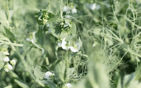 Тип бұршақ сұрпы